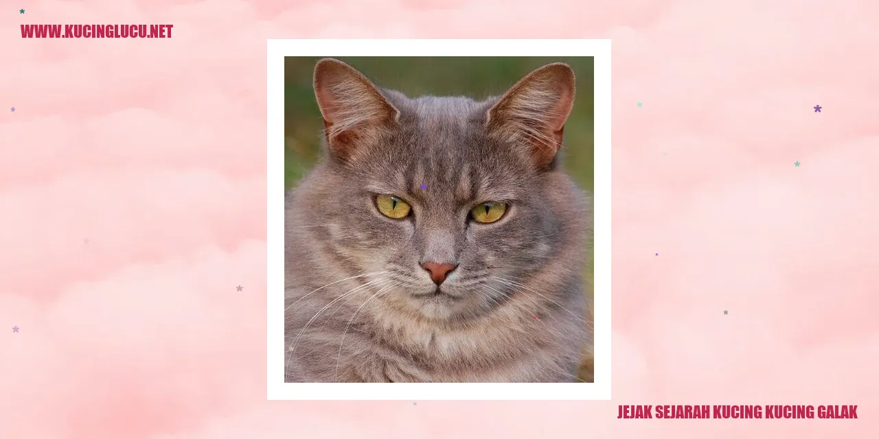 Kucing Galak