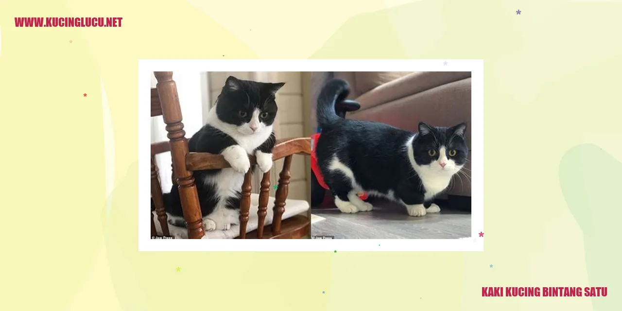 Perawatan Kesehatan Kuku Kucing