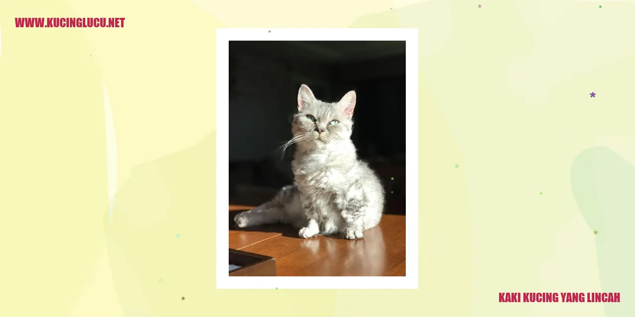 Kaki Kucing yang Lincah