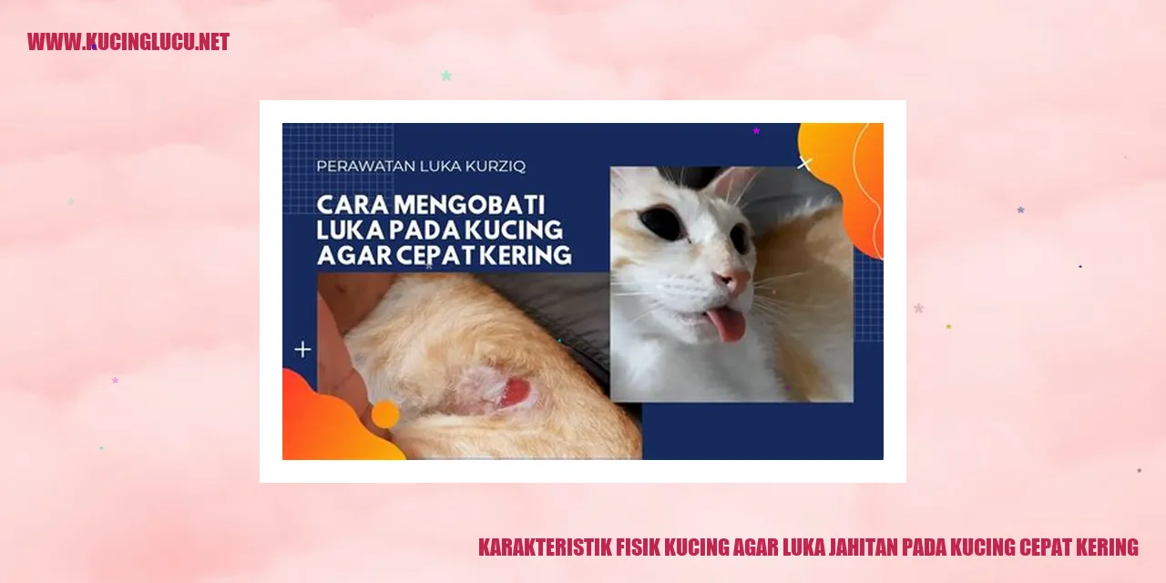 Gambar Kucing
