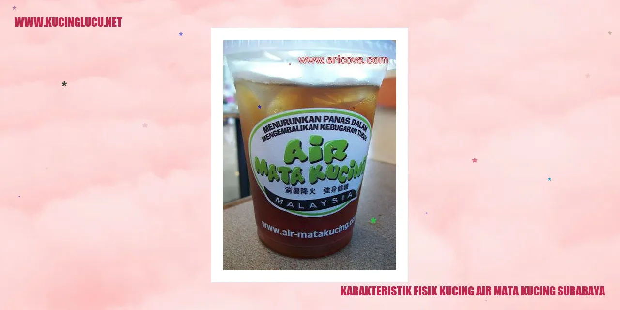 Kucing Air Mata