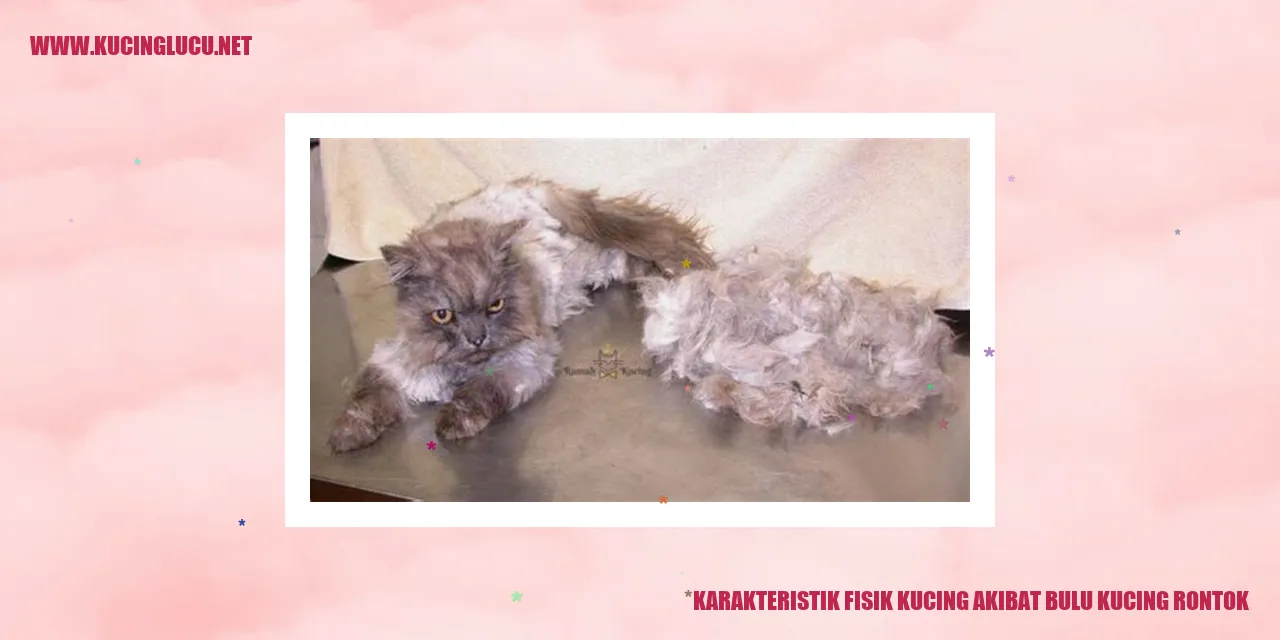 Bulu kucing rontok