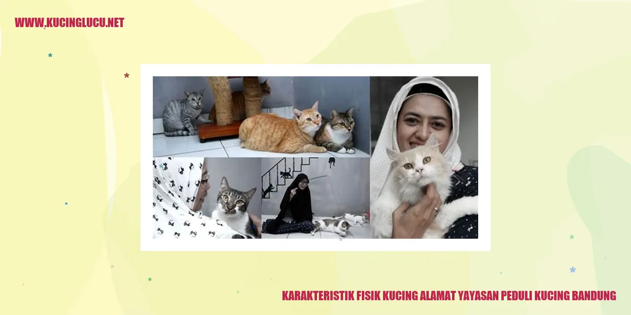 Karakteristik Fisik Kucing alamat yayasan peduli kucing bandung