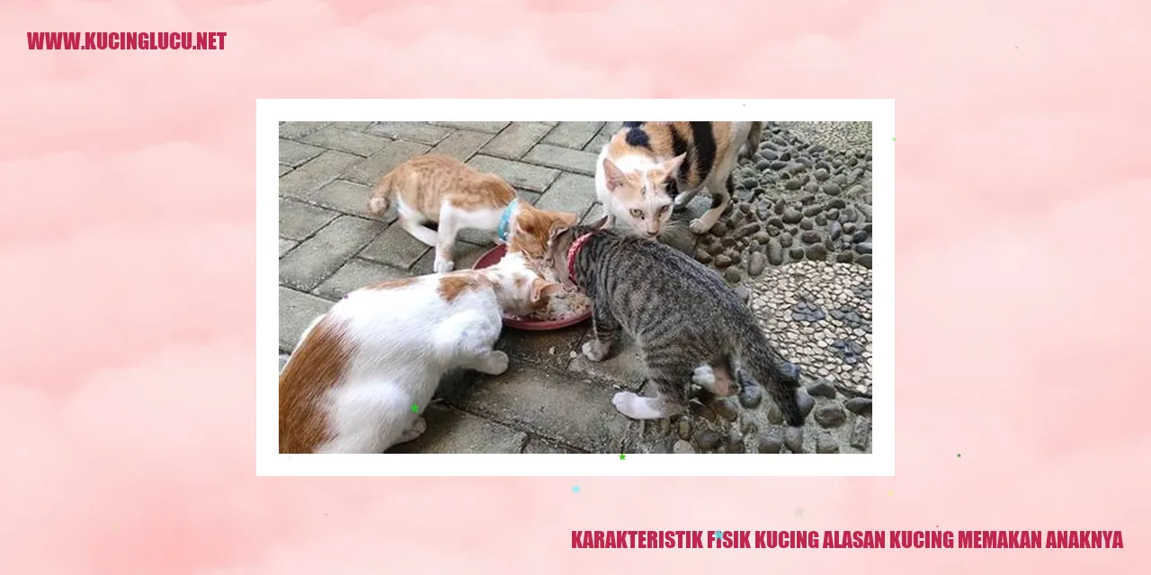 Gambar imut kucing