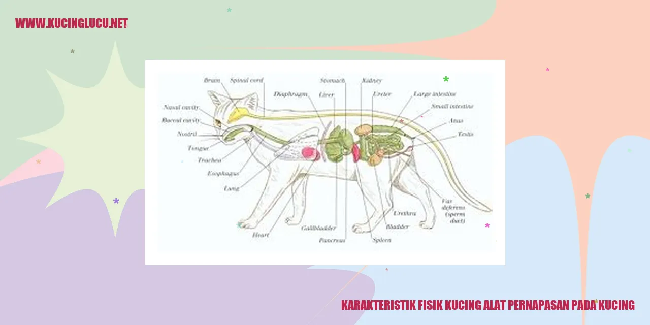 Karakteristik Fisik Kucing alat pernapasan pada kucing
