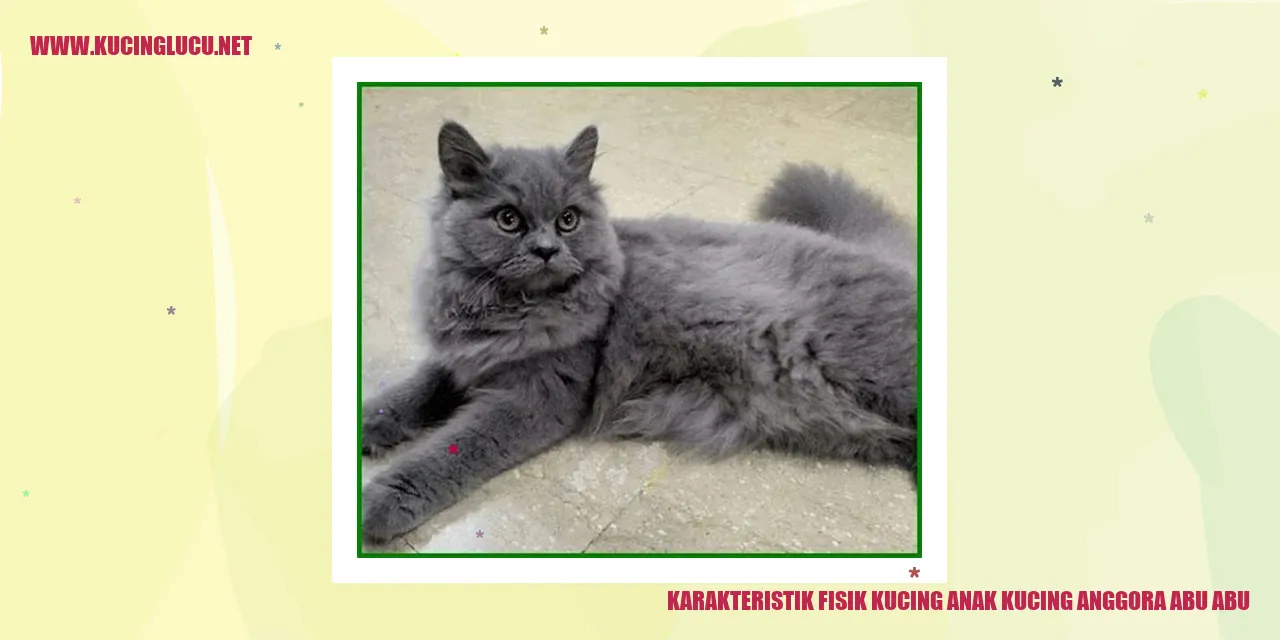 Gambar kucing anggora abu-abu