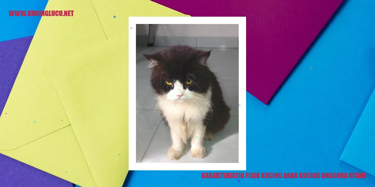 Karakteristik Fisik Kucing anak kucing anggora hitam