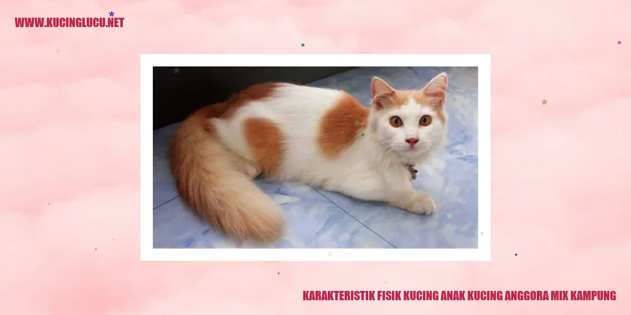 Karakteristik Fisik Kucing Anak Kucing Anggora Mix Kampung