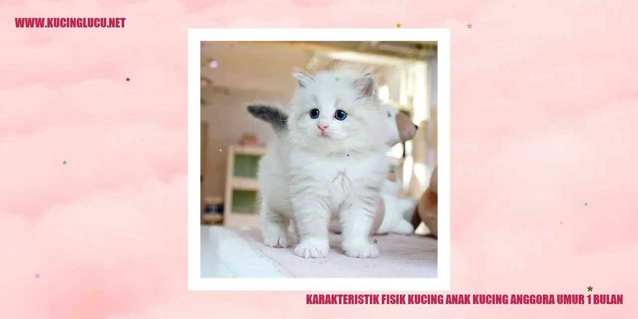 Gambar Kucing Anggora Anak Umur 1 Bulan