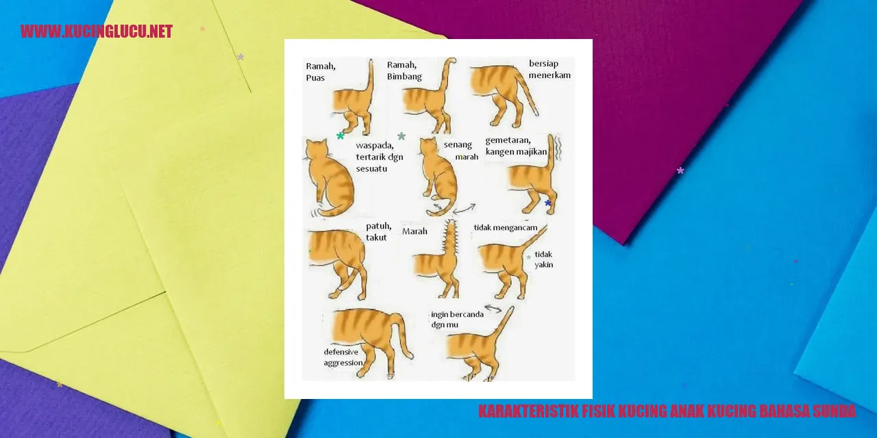 Gambar Anak Kucing dalam Bahasa Sunda