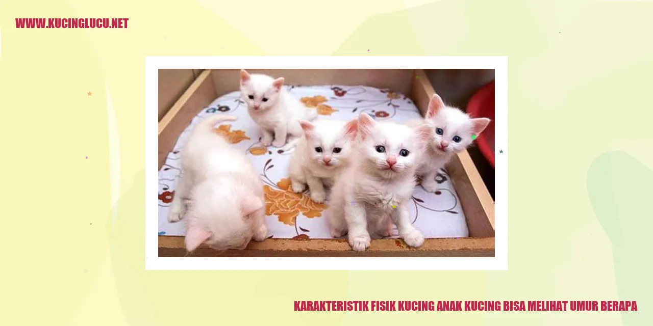 Gambar Kucing Anak