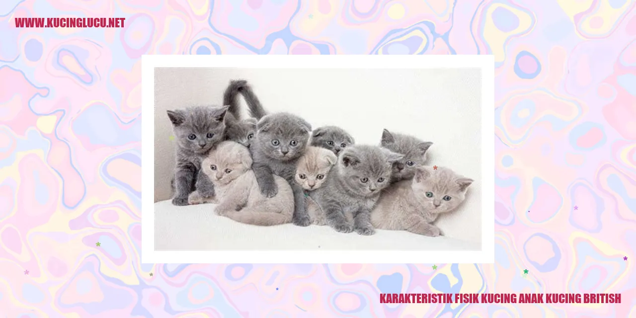 Karakteristik Fisik Kucing anak kucing british
