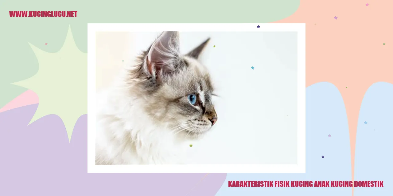 Karakteristik Fisik Anak Kucing Domestik