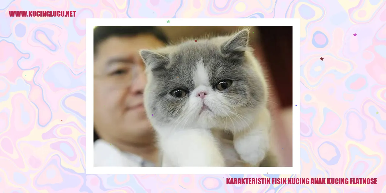 Kucing anak kucing flatnose yang menggemaskan