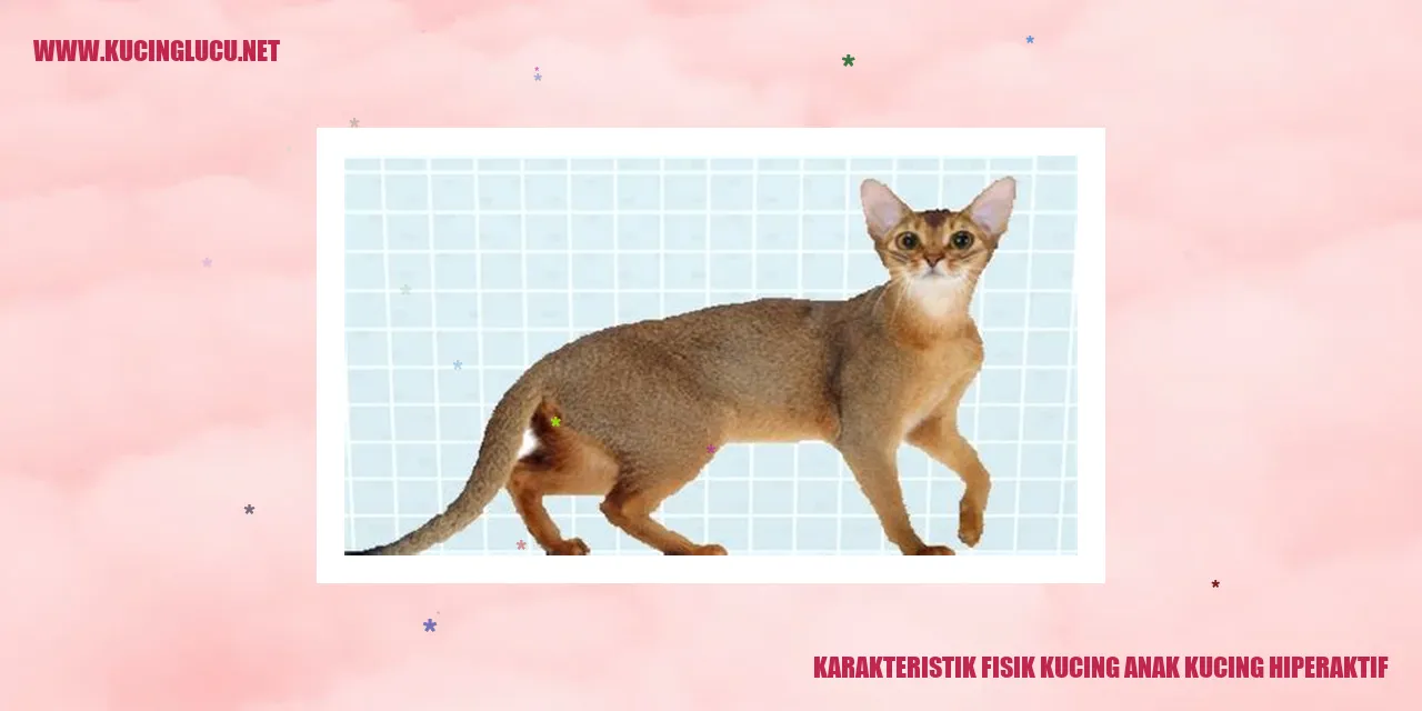 Karakteristik Fisik Kucing Anak Kucing Hiperaktif
