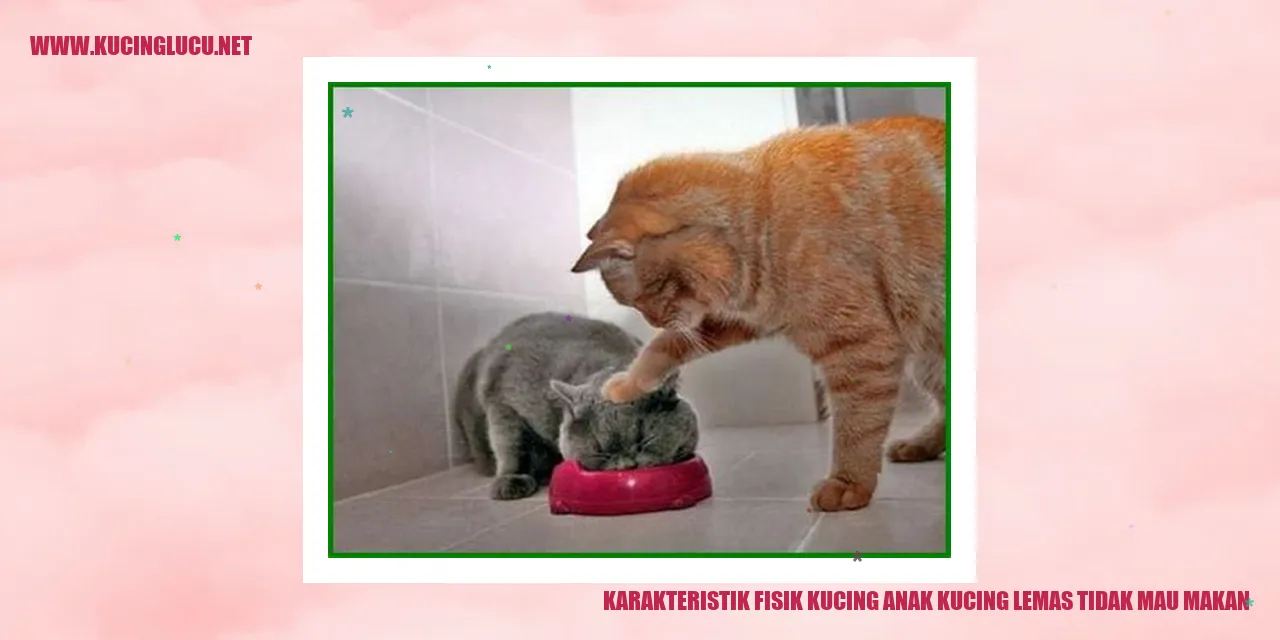 Gambar Anak Kucing