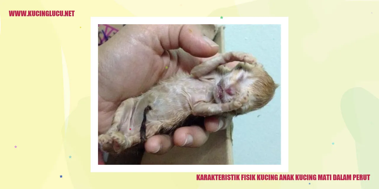 Karakteristik Fisik Kucing Anak Kucing Mati dalam Perut
