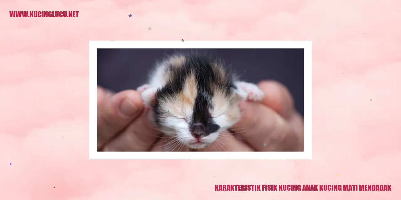 Karakteristik Fisik Anak Kucing yang Meninggal secara Tiba-tiba