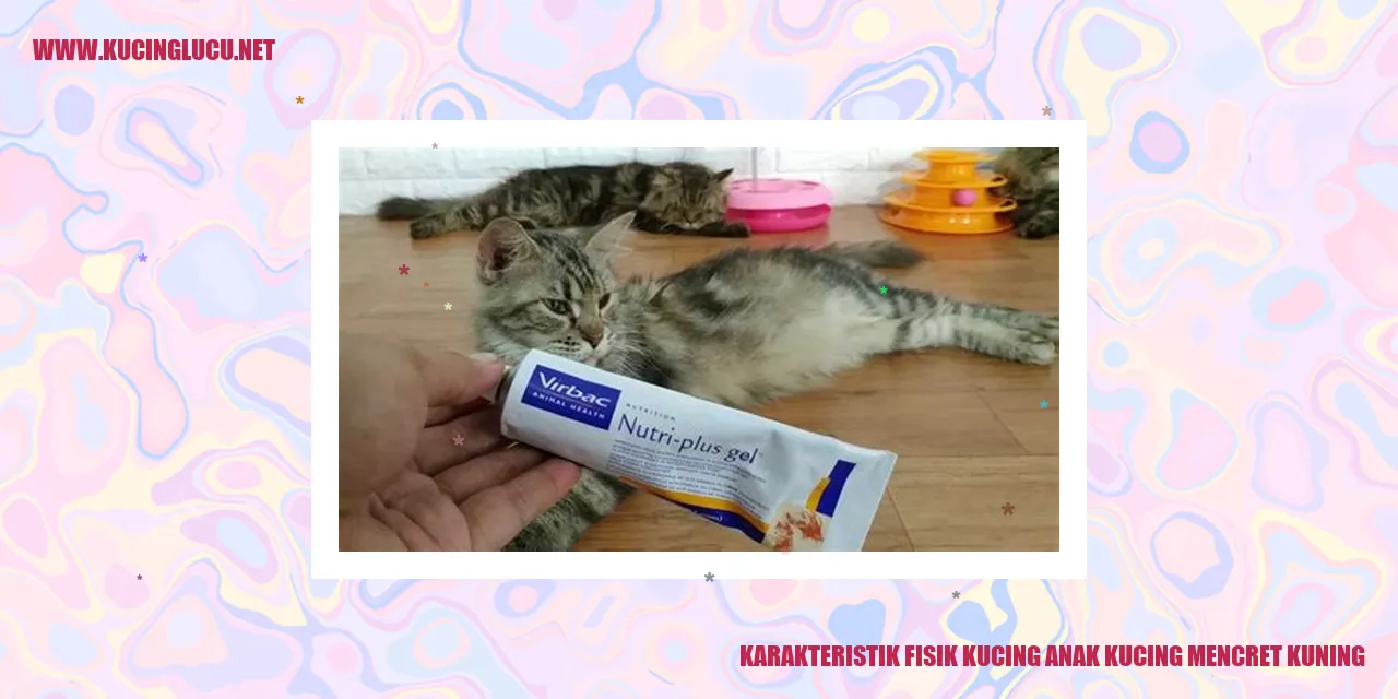 Gambar Kucing Anak Mencret Kuning