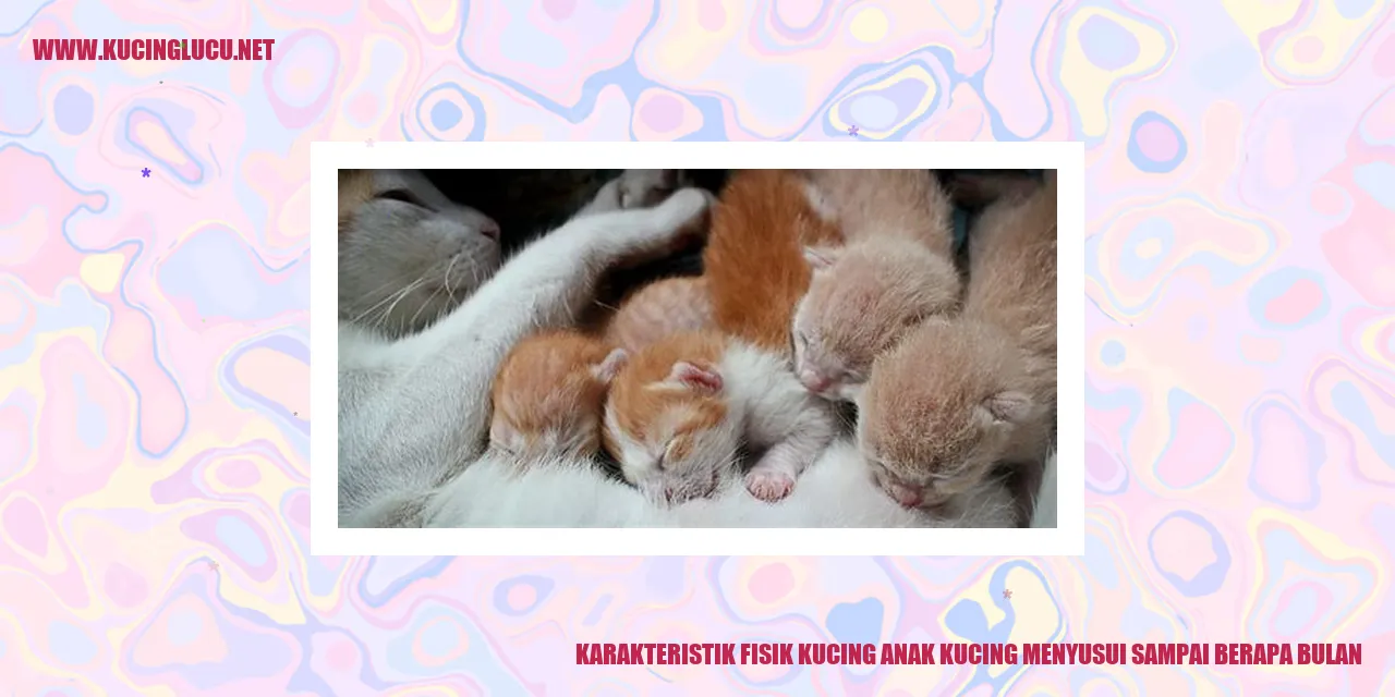 Foto Kucing