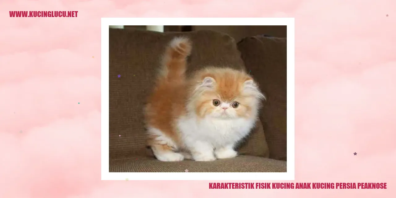 Karakteristik Fisik Kucing anak kucing persia peaknose