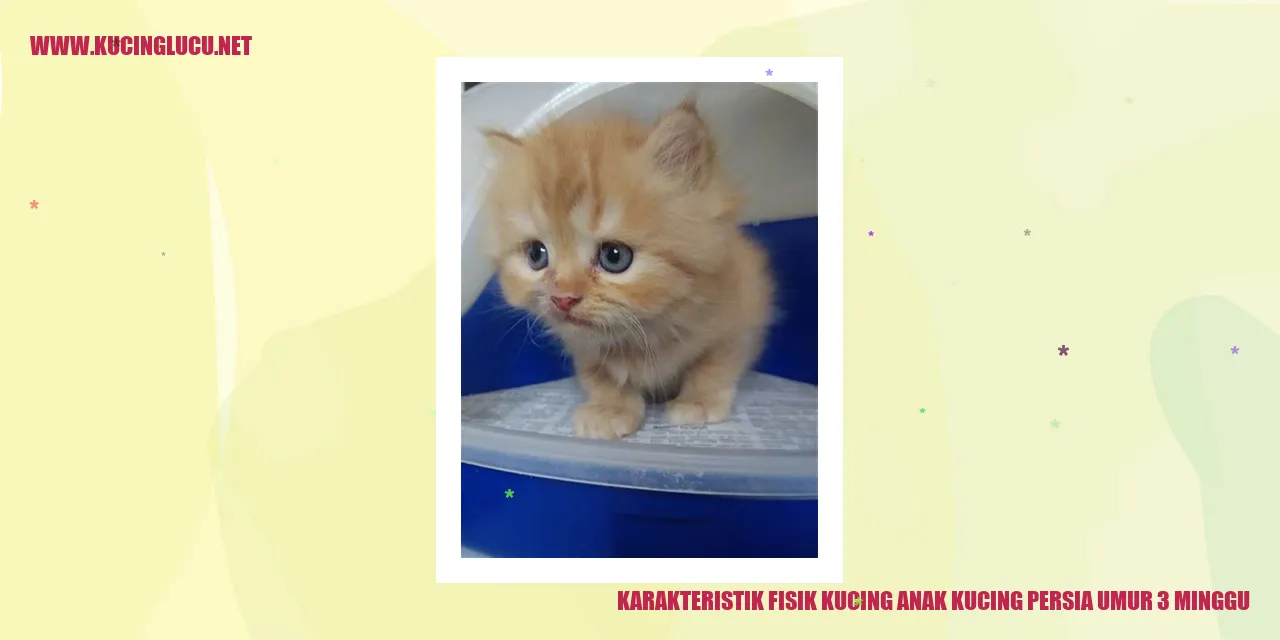 Gambar Kucing Anak Kucing Persia