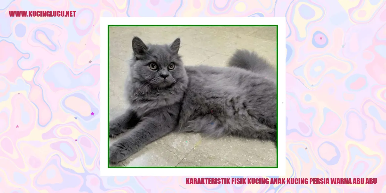 Karakteristik Fisik Anak Kucing Persia Berwarna Abu-abu