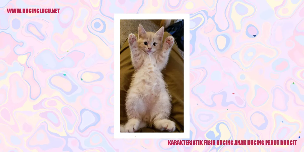 Gambar Kucing Anak dengan Perut Buncit