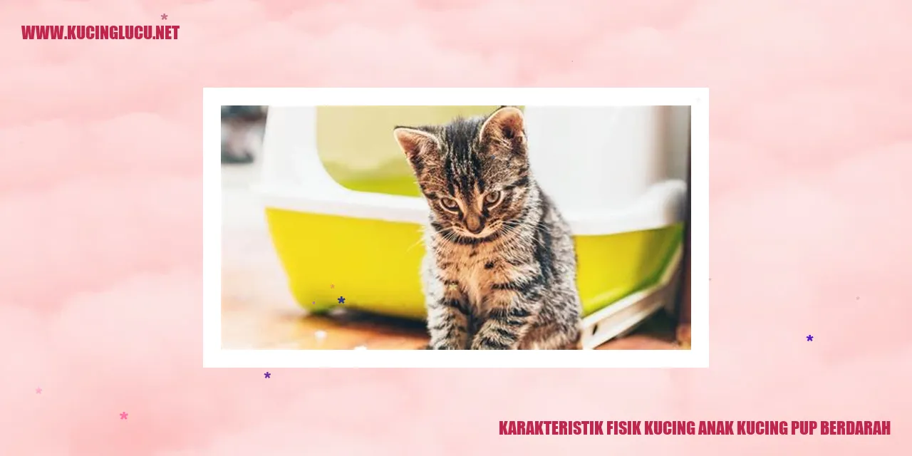 Foto Anak Kucing Berdarah