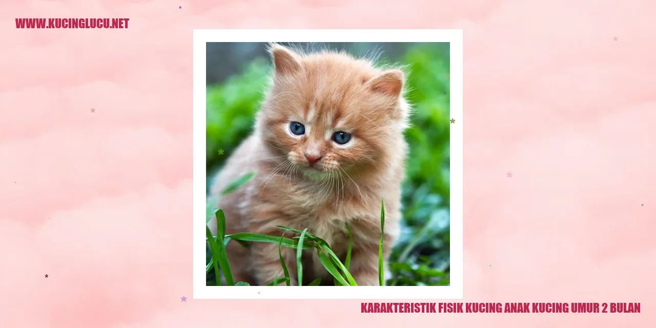 Karakteristik Fisik Kucing Anak Kucing Umur 2 Bulan