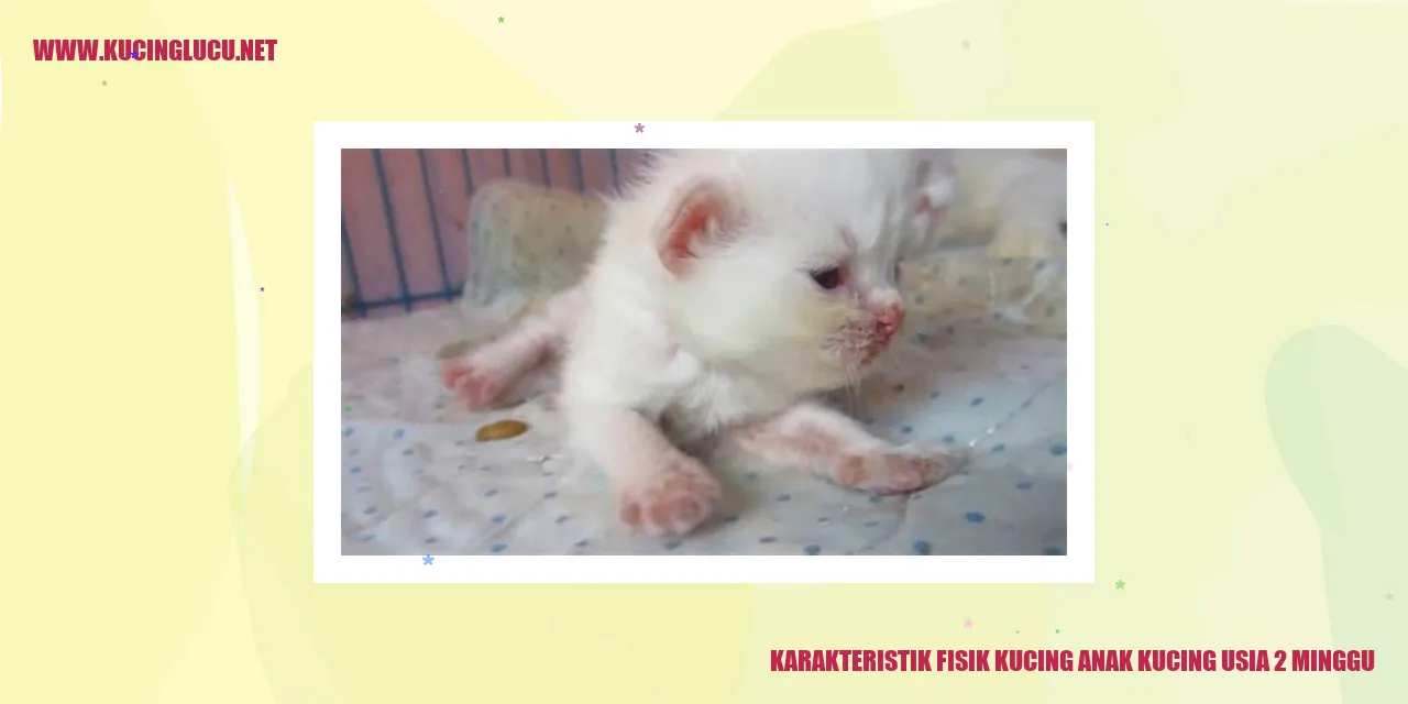 Gambar Anak Kucing Berusia 2 Minggu
