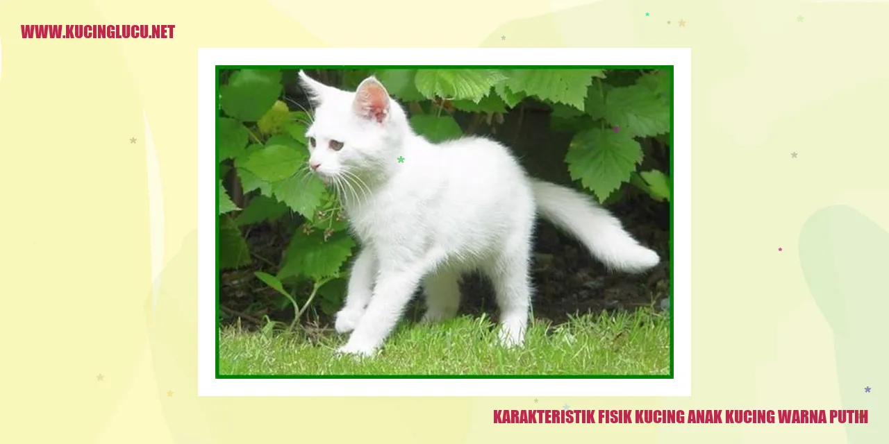 Kucing anak kucing warna putih