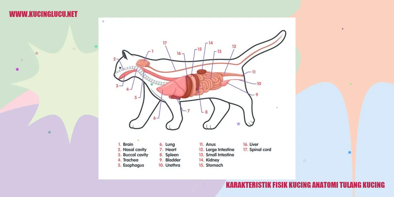 Ilustrasi Anatomi Tulang Kucing