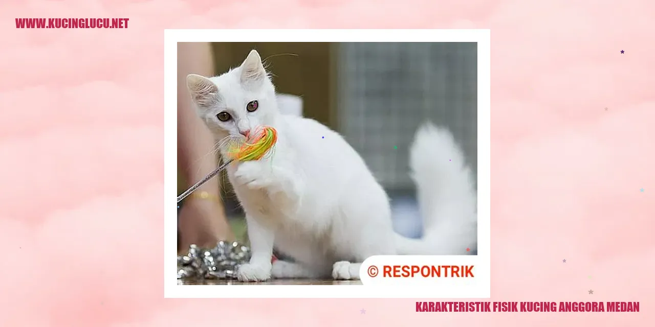 Kucing Anggora Medan