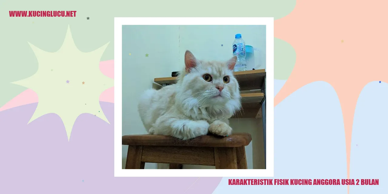 Karakteristik Fisik Kucing Anggora Umur 2 Bulan