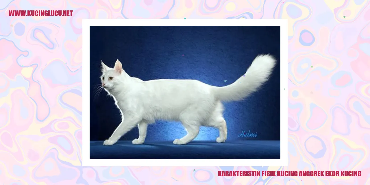 Karakteristik Fisik Kucing Anggrek Ekor Kucing