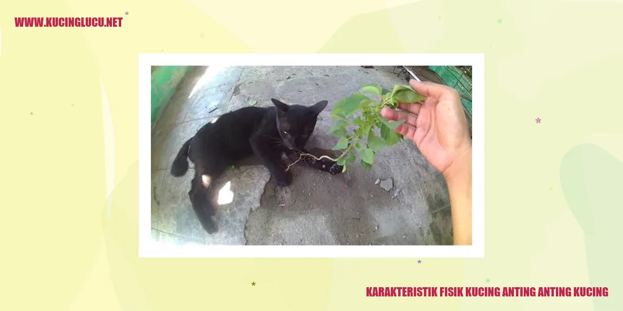 Karakteristik Fisik Kucing anting anting kucing