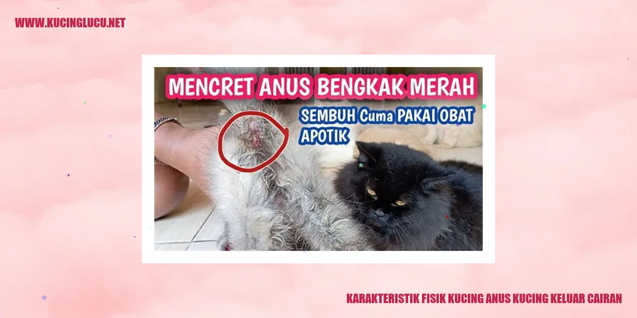 Karakteristik Fisik Kucing anus kucing keluar cairan