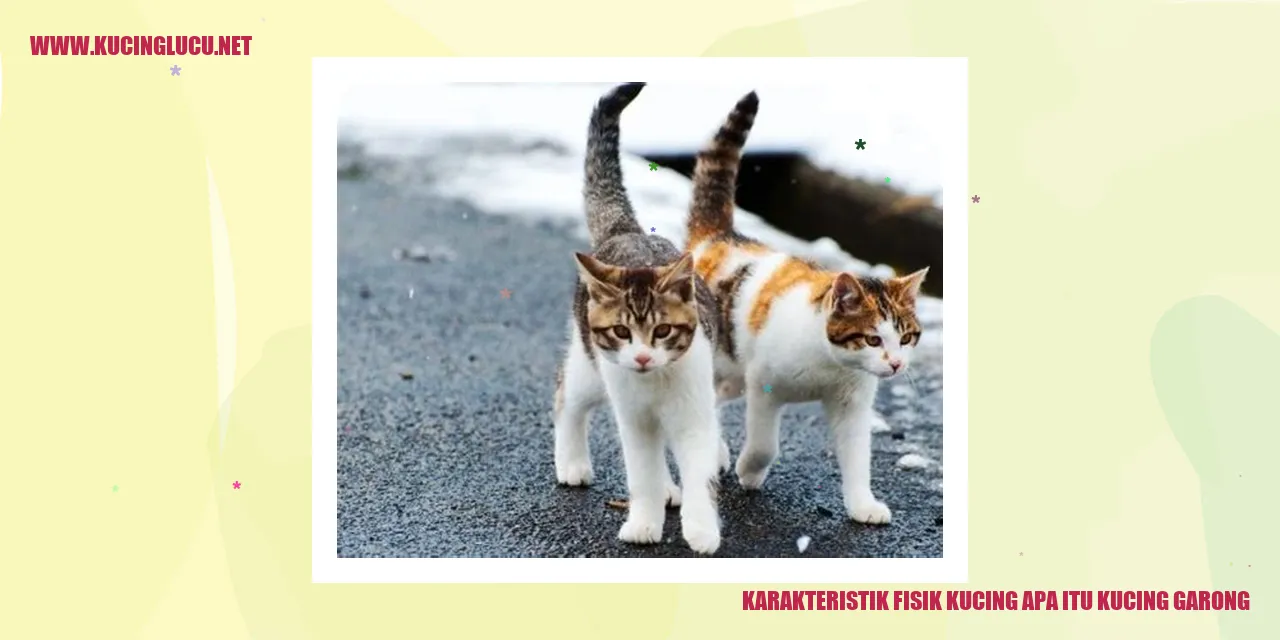 Karakteristik Fisik Kucing apa itu kucing garong