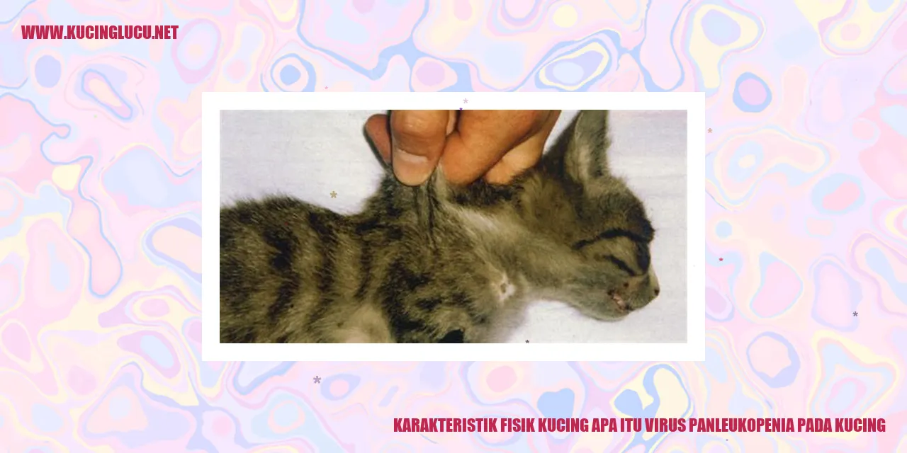 gambar kucing