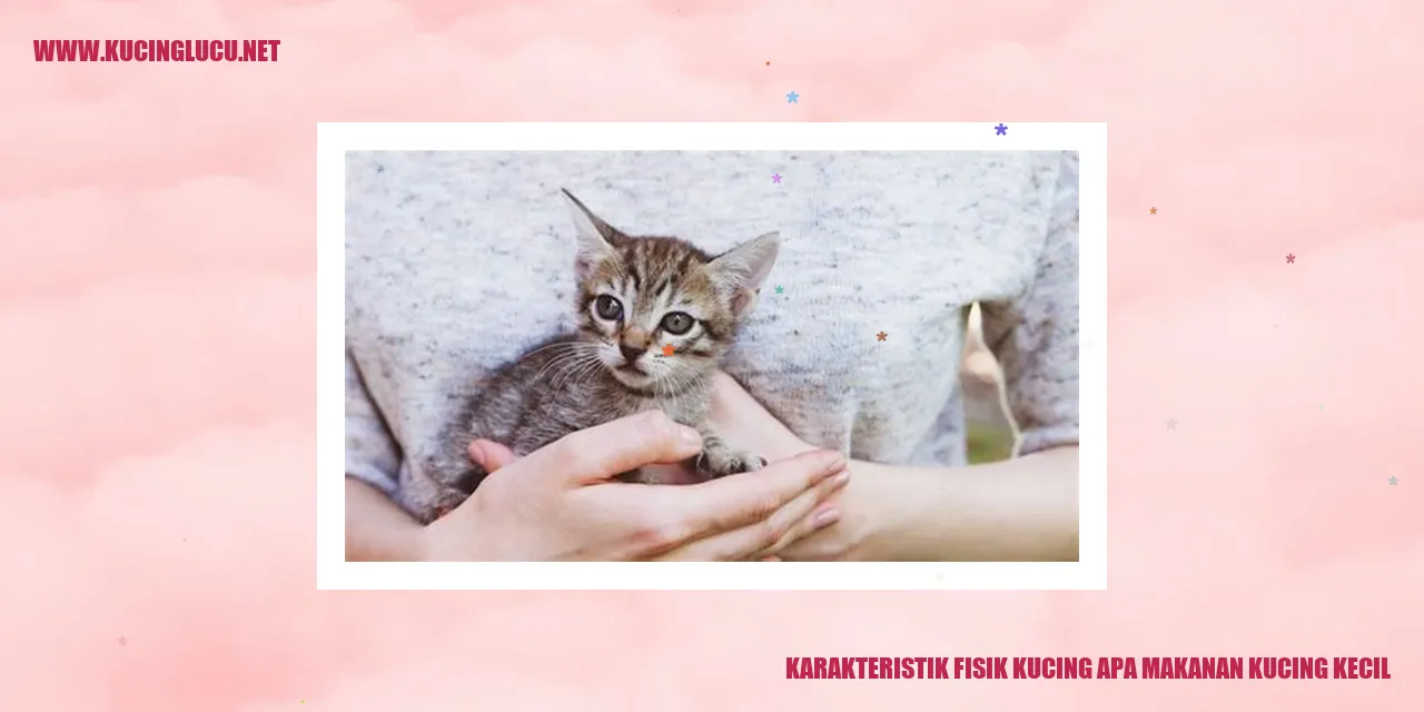 Gambar Kucing