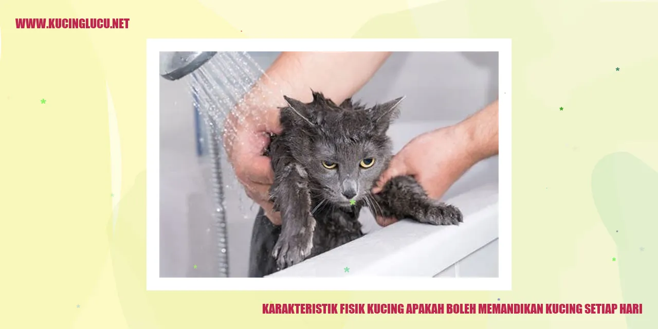 Gambar kucing yang menggemaskan