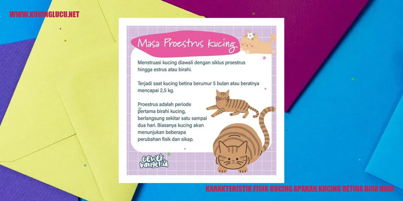 Gambar Kucing