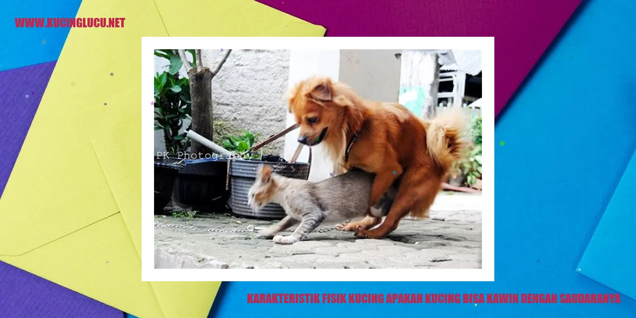 Kucing yang Menggemaskan