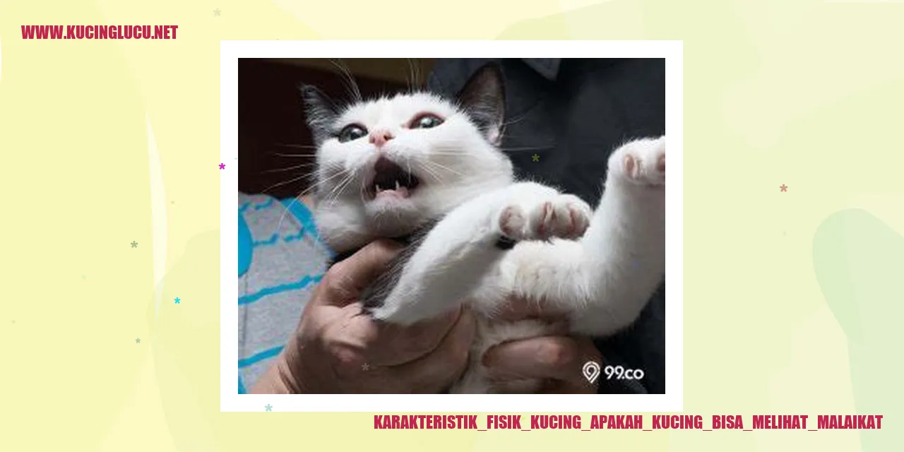 gambar kucing mengamati