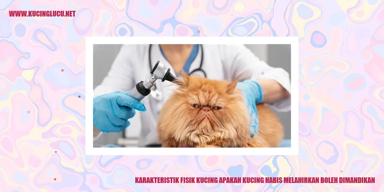 Karakteristik Fisik Kucing