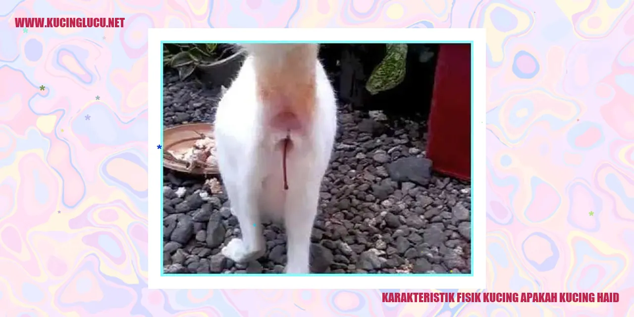 Karakteristik Fisik Kucing apakah kucing haid