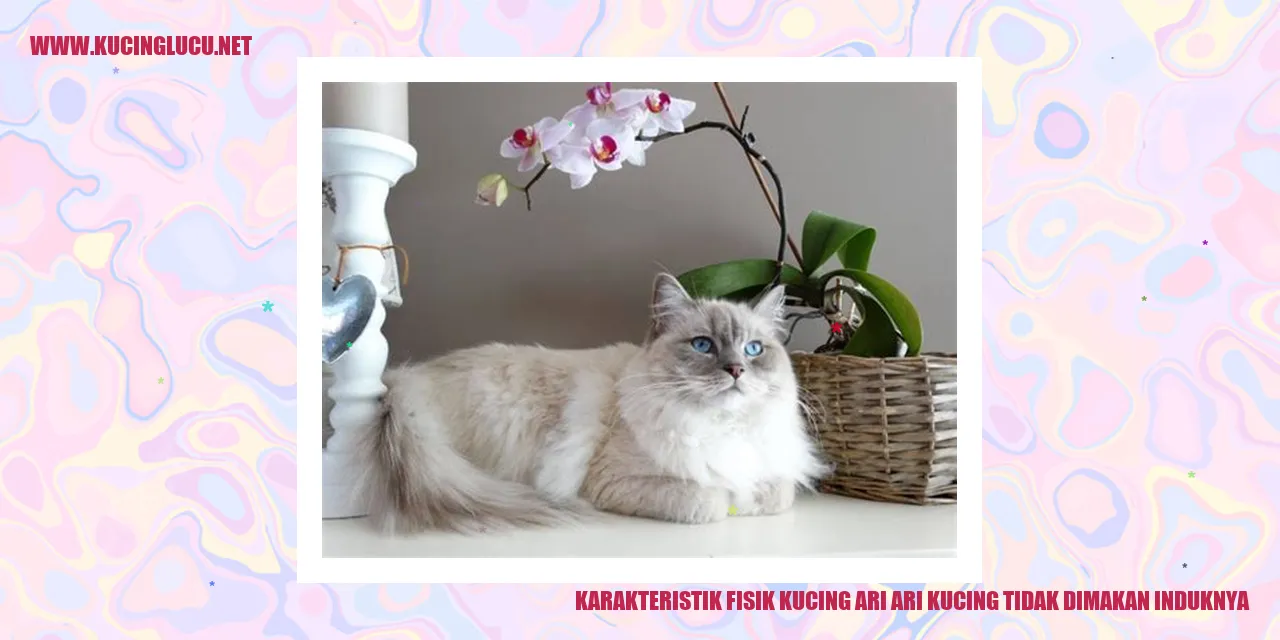 Karakteristik Fisik Kucing Ari-ari