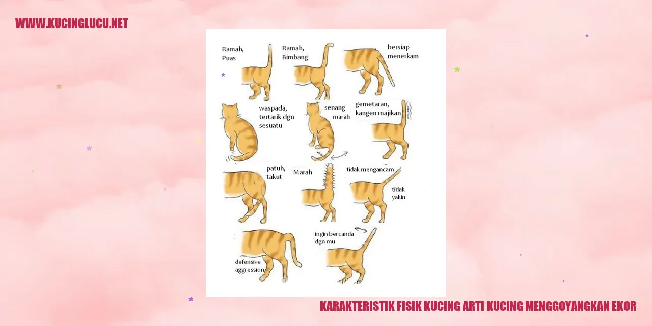 Karakteristik Fisik Kucing