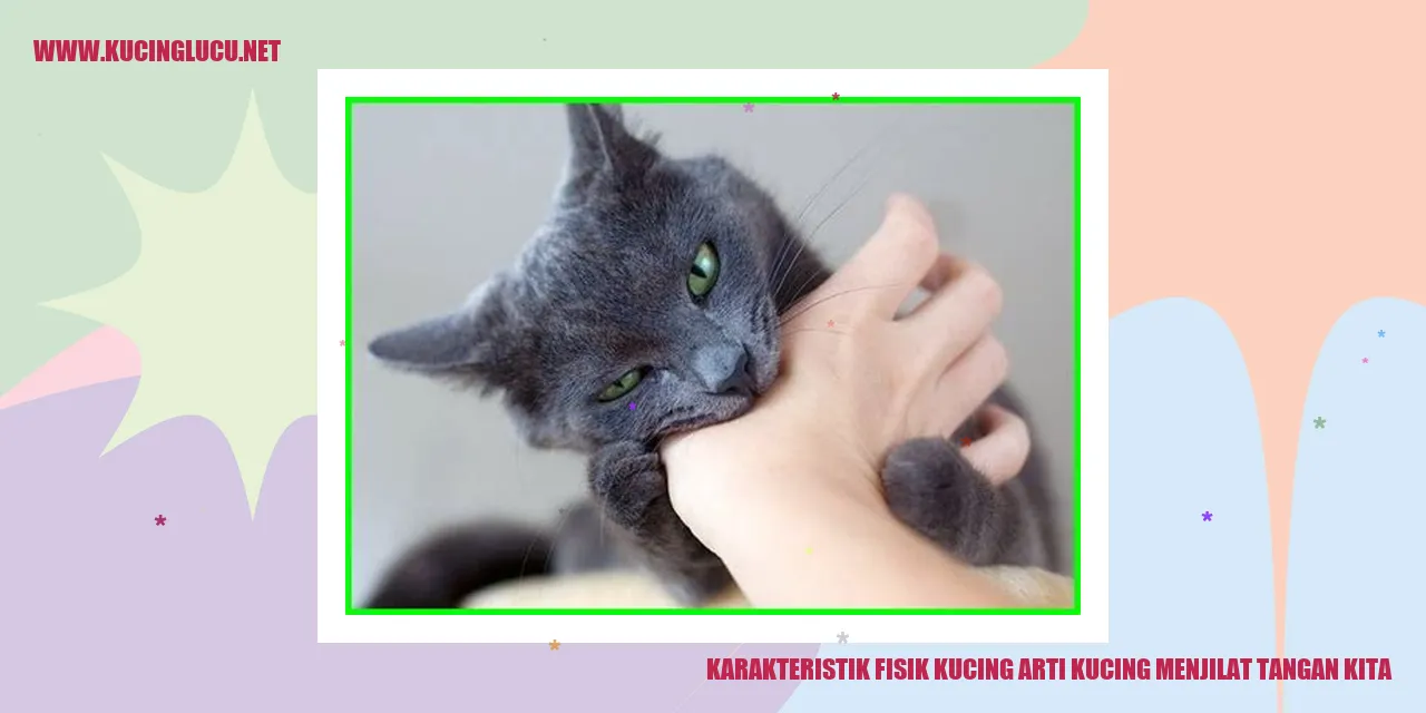 Kucing menjilat tangan kita